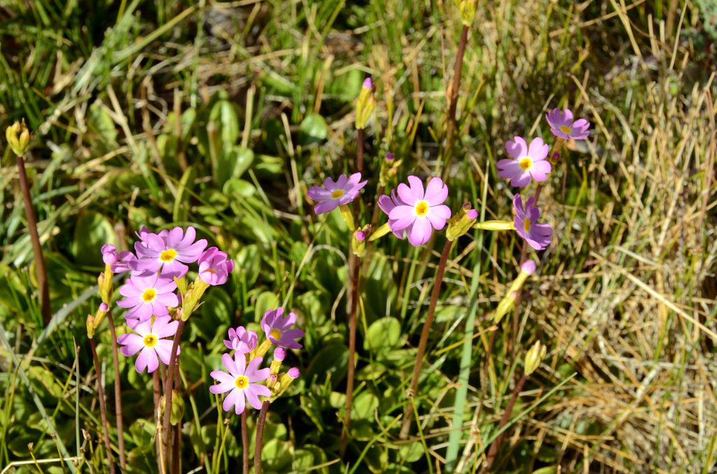 22 Pink Flowers With Yellow Centre At Kerqin Camp In The Shaksgam Valley On Trek To K2 North Face In China